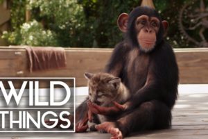 Animal Odd Couples [Full Documentary] | Wild Things