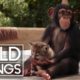 Animal Odd Couples [Full Documentary] | Wild Things