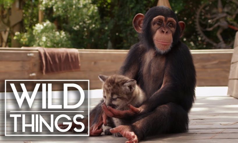 Animal Odd Couples [Full Documentary] | Wild Things