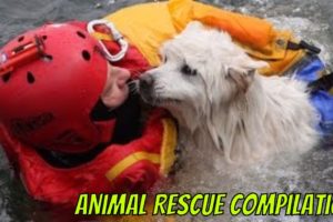 Animal Rescue Compilation