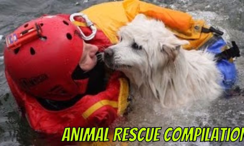 Animal Rescue Compilation