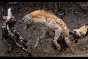 Animal attacks - Wild dogs attack hyenas - Animal fights