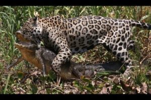 Animal fights - Jaguar attacks crocodiles capybaras - Animal attacks