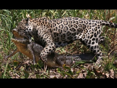 Animal fights - Jaguar attacks crocodiles capybaras - Animal attacks