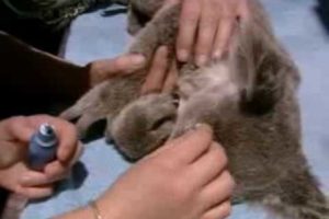 Animal rescue - orphaned baby koala bear - BBC wildlife