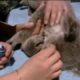 Animal rescue - orphaned baby koala bear - BBC wildlife