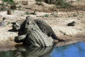 Animals/ Aggrresive behavior 10/BRUTAL FIGHT ANIMALS..Fights and attacks crocodiles.ЖЕСТЬ.