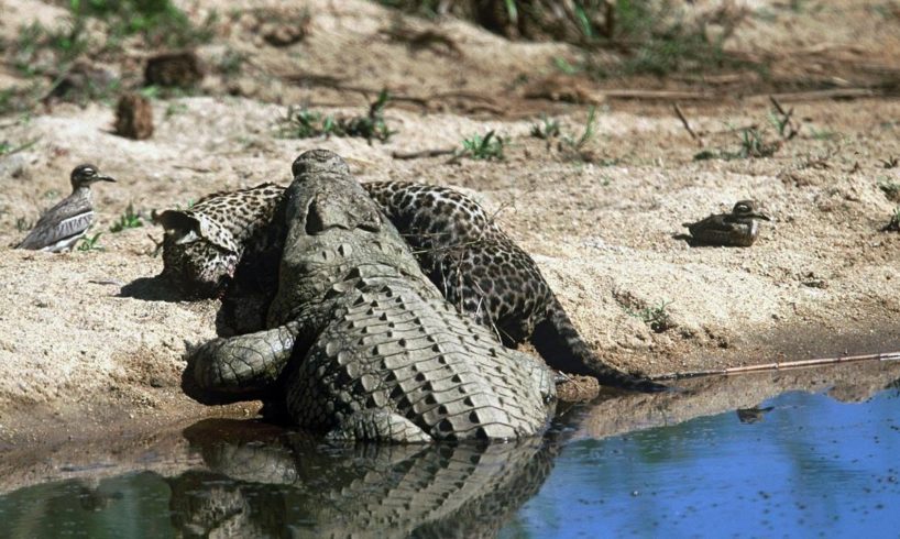 Animals/ Aggrresive behavior 10/BRUTAL FIGHT ANIMALS..Fights and attacks crocodiles.ЖЕСТЬ.