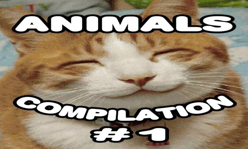 Animals Compilation #1 Animals Playing Dead