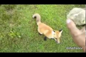 Animals Playing Fetch Compilation