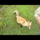 Animals Playing Fetch Compilation