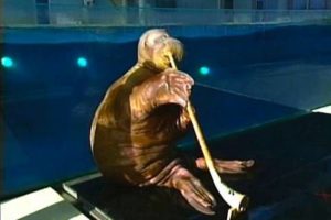 Animals Playing Musical Instruments