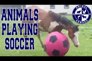 Animals Playing Soccer (Football, Futbol) Compilation - animal football skills