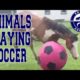 Animals Playing Soccer (Football, Futbol) Compilation - animal football skills