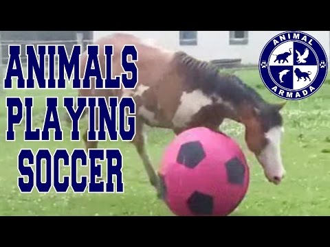 Animals Playing Soccer (Football, Futbol) Compilation - animal football skills