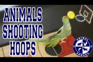 Animals Shooting Hoops - Animal Basketball Skills Compilation