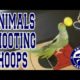 Animals Shooting Hoops - Animal Basketball Skills Compilation