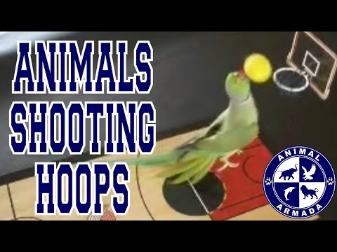 Animals Shooting Hoops - Animal Basketball Skills Compilation