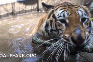 Animals playing in their water tubs at Noah's Ark Animal Sanctuary!