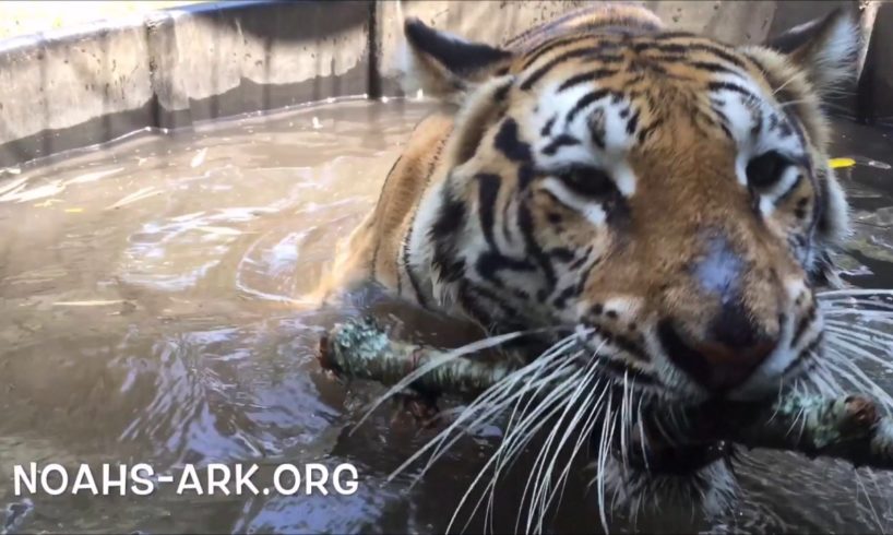 Animals playing in their water tubs at Noah's Ark Animal Sanctuary!