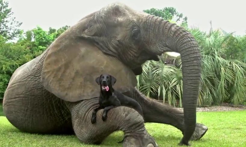 Animals playing with other animals