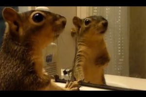 Animals react to their reflections - Funny animals vs mirrors compilation