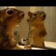 Animals react to their reflections - Funny animals vs mirrors compilation
