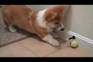 Animals vs. toys – Funny animal compilation