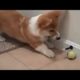 Animals vs. toys – Funny animal compilation