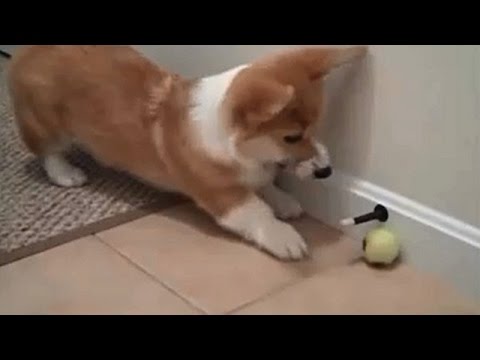 Animals vs. toys – Funny animal compilation