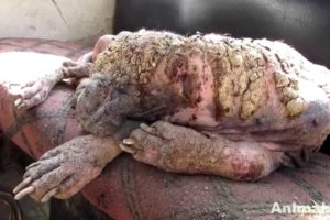 Awe-inspiring recovery of a dog turning to stone from mange