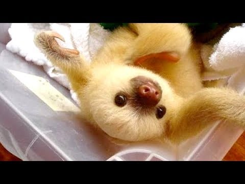 BABY ANIMAL videos are the HARDEST TRY NOT TO LAUGH challenge - WATCH and DIE LAUGHING