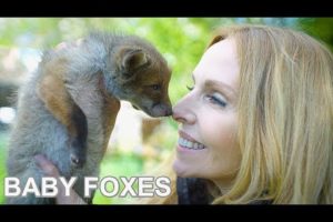BABY FOXES UP CLOSE - Beautiful Animal Rescue