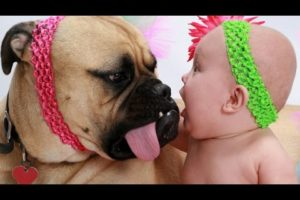 Babies and animals are best friends - Adorable baby and animal compilation