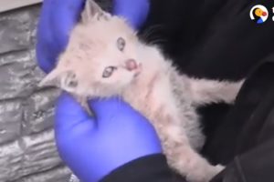 Baby Animals Rescued At The Perfect Time | The Dodo Best Of