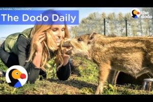 Baby Boar Rescued With Pudding: Best Animal Video Compilation | The Dodo Daily Ep.16