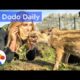 Baby Boar Rescued With Pudding: Best Animal Video Compilation | The Dodo Daily Ep.16