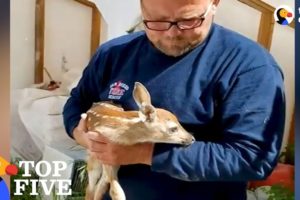 Baby Deer Keeps Revisiting Man Who Rescued Him From Hole: Animal Family Compilation | The Dodo Top