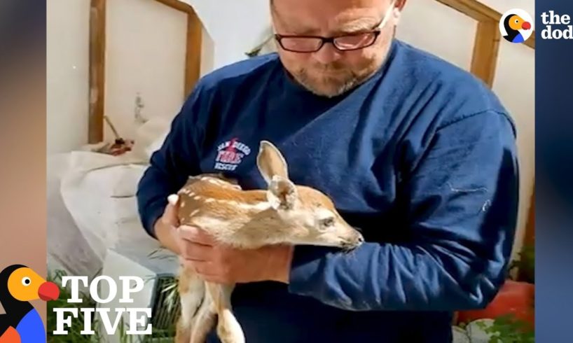 Baby Deer Keeps Revisiting Man Who Rescued Him From Hole: Animal Family Compilation | The Dodo Top