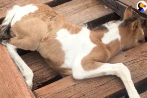 Baby Horse Rescued From Bridge  | The Dodo