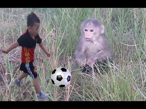 Baby Monkey | Doo Play Outdoor - Funny Animals - Funny Animals