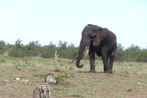 Baby Zebra Want To Play With Other Animals