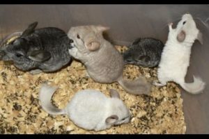 Baby chinchillas funny playing. Cute little animals compilation. Baby chinchilla care.