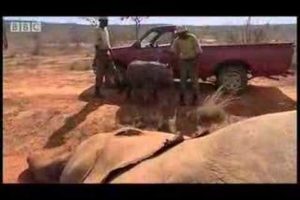 Baby elephant animal rescue - BBC wildlife