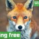 Beautiful fox makes a remarkable recovery - Animal rescue