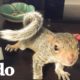 Bebé ardilla rescatada es la reina de su nueva casa