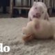 Bebé cerdo rescatado está muy feliz al jugar con sus peluches