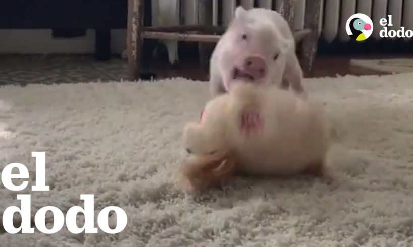 Bebé cerdo rescatado está muy feliz al jugar con sus peluches