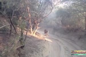 [Best Animal Fights]  Top 5 Close Calls in a Wildlife Safari!