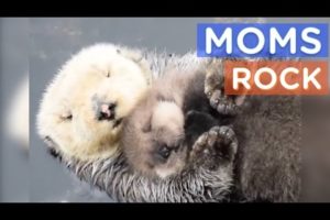 Best Animal Moms Ever | Motherly Animals Compilation | The Dodo Best Of